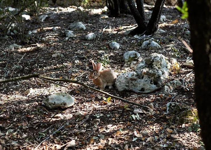 Masseria Grieco Alojamento de Acomodação e Pequeno-almoço Ostuni