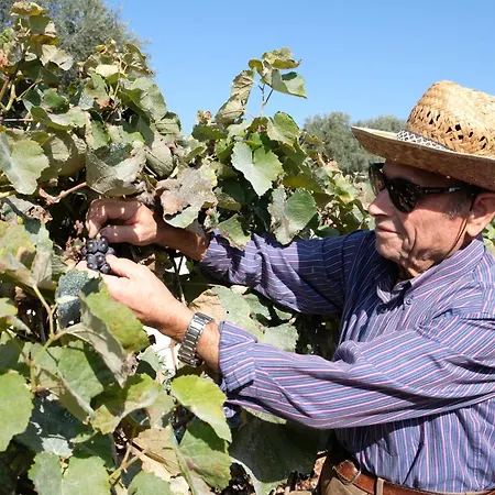 Masseria Grieco Bed & Breakfast Ostuni