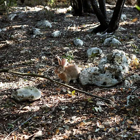 Masseria Grieco Frühstückspension Ostuni