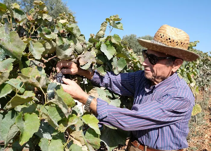 Masseria Grieco Bed & Breakfast Ostuni